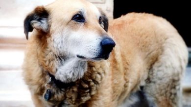 Photo of Allevatore uccide il proprio cane a Treviso