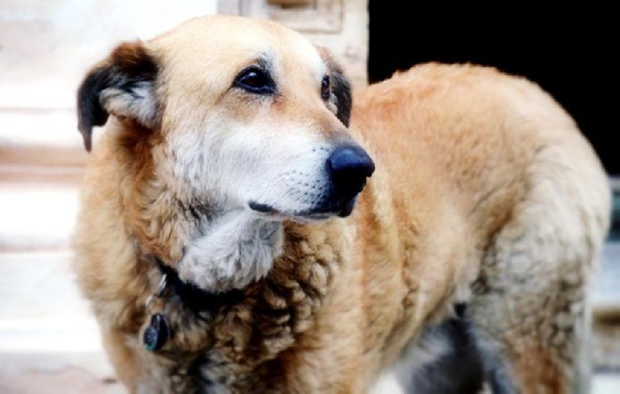 italo-cane-scicli