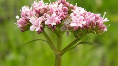 Photo of Ritiro Farmaco alla Valeriana: la decisione AIFA