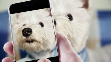 Photo of Migliori App per Animali Domestici: quali scaricare e come funzionano?