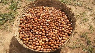 Photo of Raccolta delle Nocciole, ad Avellino ordinanza che mette in ginocchio il settore