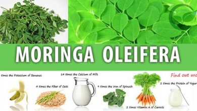 Photo of Moringa oleifera: proprietà e controindicazioni dell’albero miracoloso