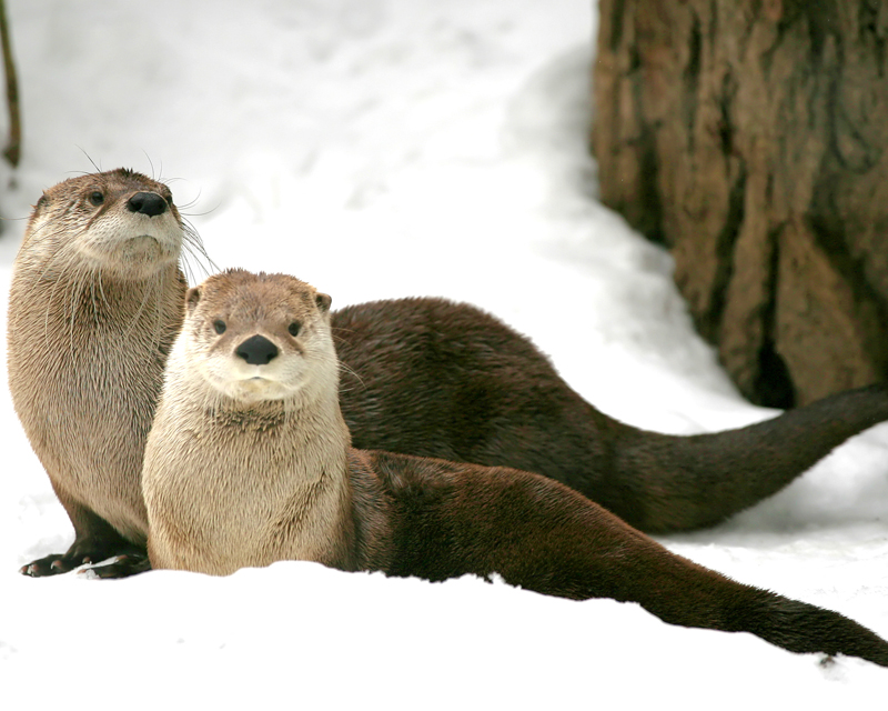 pellicce animali