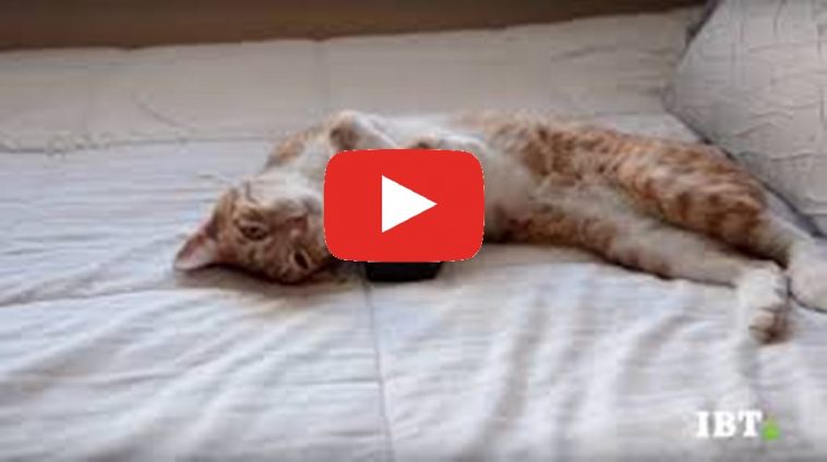 Musica Per Gatti Rilassante Su Youtube Video