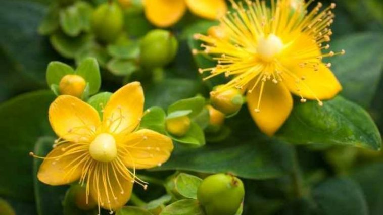 Hypericum scruglii