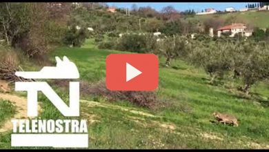 Photo of Lupi avvistati a Calitri in Irpinia (Video)