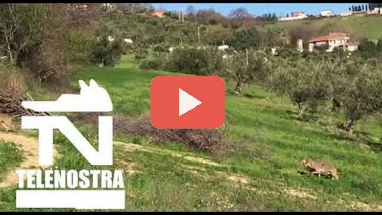 Lupi-Calitri-video