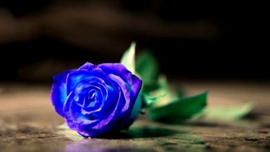 Photo of Rose Blu: Significato e Come si fanno