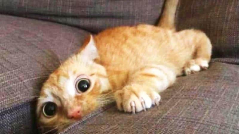 Gattini Immagini Foto E Video Tra Cuccioli Divertenti E Carini La Mania Del Web