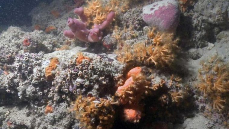 barriera corallina scoperta Puglia