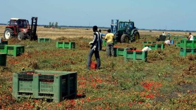 Photo of Braccianti sfruttati in Calabria: pagati meno di un euro l’ora