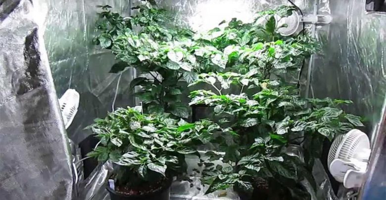 coltivazione idroponica indoor