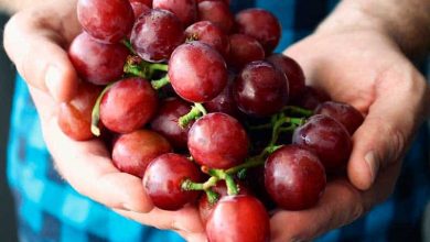 Photo of Vino Fragolino: cos’è, storia e perché è illegale