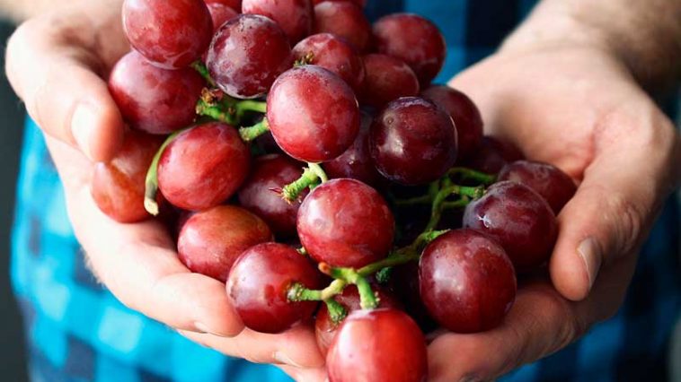 uva fragola