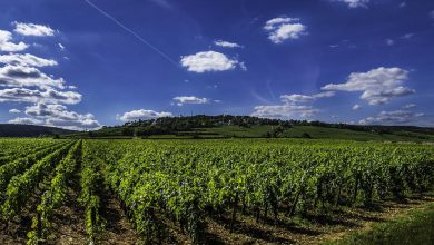 Photo of Borgogna: alla scoperta del territorio vinicolo più famoso di Francia