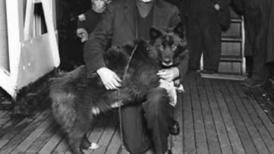 Photo of La vera storia di Balto, il cane protagonista del Film di animazione