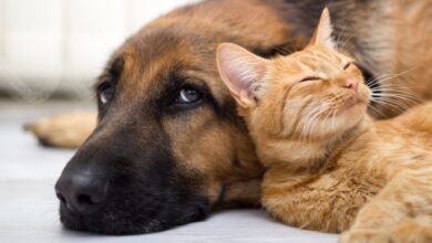 Photo of Animale zoppicante: osteoartrosi nei cani e nei gatti